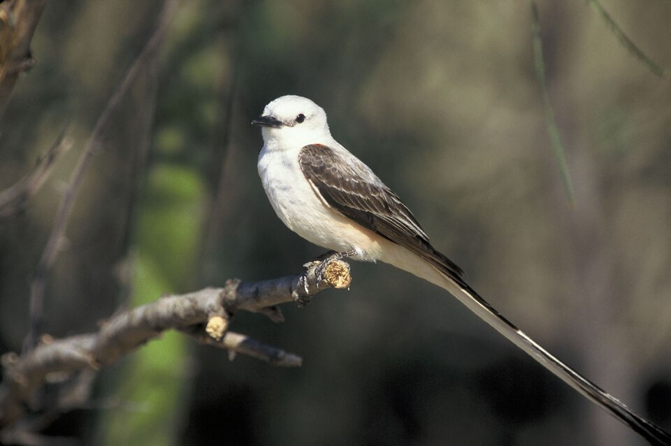 Scissor-tailed Flycatcher, the state bird of Oklahoma
